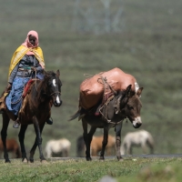 Konie często można spotkać w górach.