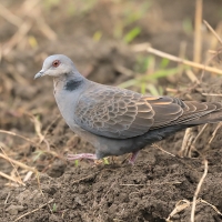 Turkawka żałobna - Streptopelia lugens - Dusky Turtle Dove