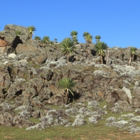 Endemiczne lobelie na płaskowyżu.