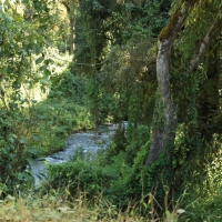 Las u podnóża gór Bale.