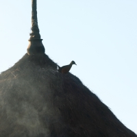 Rudowodnik - Rougetius rougetii - Rouget's Rail