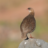 Szponiastonóg etiopski - Chestnut-naped Francolin