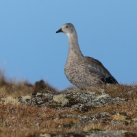Etiopka - Cyanochen cyanopterus - Blue-winged Goose