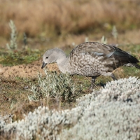 Etiopka - Cyanochen cyanopterus - Blue-winged Goose