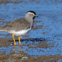 Czajka czarnogłowa - Vanellus melanocephalus - Spot-breasted Lapwing