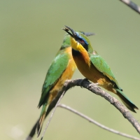 Żołna mała - Merops pusillus - Little Bee-eater