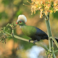 Turak etiopski - Tauraco ruspolii - Ruspoli's Turaco