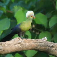 Turak etiopski - Tauraco ruspolii - Ruspoli's Turaco
