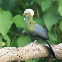 Turak etiopski - Tauraco ruspolii - Ruspoli's Turaco