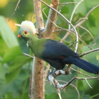 Turak etiopski - Tauraco ruspolii - Ruspoli's Turaco