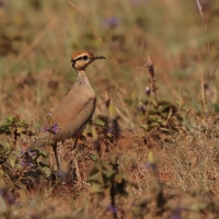 Rączak mały - Cursorius temminckii - Temminck's Courser