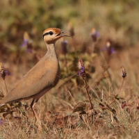 Rączak mały - Cursorius temminckii - Temminck's Courser