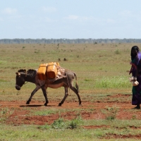 Posiadanie osiołka bardzo ułatwia transport wody.