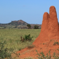 Termitiery są dosyć często spotykane.