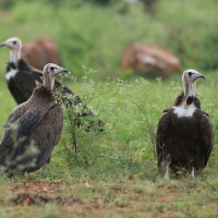 Sęp brunatny - Necrosyrtes monachus - Hooded Vulture