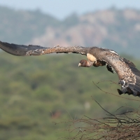 Sęp plamisty - Gyps rueppelli - Rüppell's Vulture