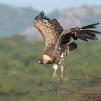 Sęp plamisty - Gyps rueppelli - Rüppell's Vulture