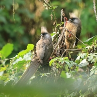 Czepiga rudawa - Colius striatus - Speckled Mousebird