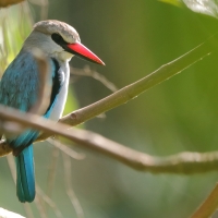 Łowiec jasny - Halcyon senegalensis - Woodland Kingfisher