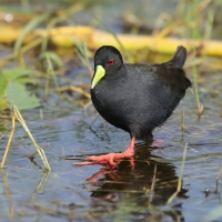 Kureczka czarna - Zapornia flavirostra - Black Crake