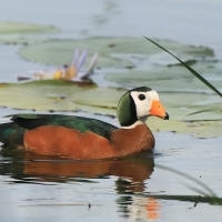 Kaczuszka afrykańska - African Pygmy Goose