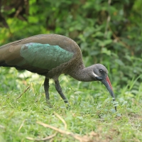 Ibis białowąsy - Bostrychia hagedash - Hadada Ibis