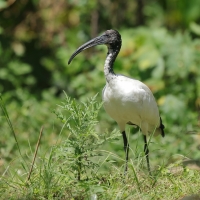 Ibis czczony - Threskiornis aethiopicus - Sacred Ibis