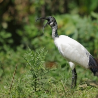 Ibis czczony - Threskiornis aethiopicus - Sacred Ibis