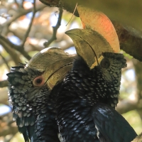 Dzioborożec srebrnolicy - Bycanistes brevis - Silvery-cheeked Hornbill