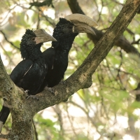 Dzioborożec srebrnolicy - Bycanistes brevis - Silvery-cheeked Hornbill
