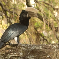 Dzioborożec srebrnolicy - Bycanistes brevis - Silvery-cheeked Hornbill