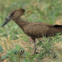 Waruga - Scopus umbretta - Hamerkop