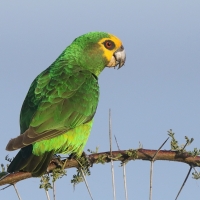 Afrykanka żółtogłowa - Poicephalus flavifrons - Yellow-fronted Parrot