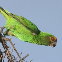 Afrykanka żółtogłowa - Poicephalus flavifrons - Yellow-fronted Parrot