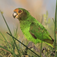 Afrykanka żółtogłowa - Poicephalus flavifrons - Yellow-fronted Parrot