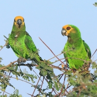 Afrykanka żółtogłowa - Poicephalus flavifrons - Yellow-fronted Parrot
