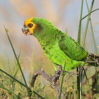Afrykanka żółtogłowa - Poicephalus flavifrons - Yellow-fronted Parrot