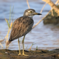 Kulon rzeczny - Burhinus senegalensis - Senegal Thick-knee