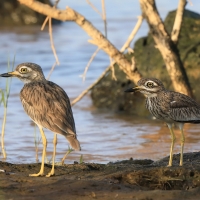 Kulon rzeczny - Burhinus senegalensis - Senegal Thick-knee