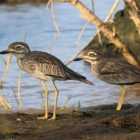 Kulon rzeczny - Burhinus senegalensis - Senegal Thick-knee