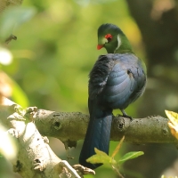 Turak białouchy - Tauraco leucotis - White-cheeked Turaco
