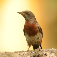 Krętogłów afrykański - Jynx ruficollis - Rufous-breasted Wryneck