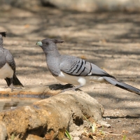 Hałaśnik białobrzuchy - Criniferoides leucogaster - White-bellied Go-away-bird