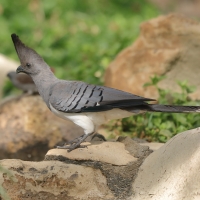 Hałaśnik białobrzuchy - Criniferoides leucogaster - White-bellied Go-away-bird