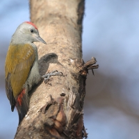 Dzięcioł szarogłowy - Mesopicos spodocephalus - Grey Woodpecker