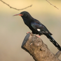 Sierpodudek kenijski - Phoeniculus granti - Grant's Wood-hoopoe