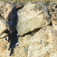 Sierpodudek kenijski - Phoeniculus granti - Grant's Wood-hoopoe