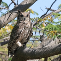 Puchacz szary - Bubo cinerascens - Greyish Eagle-Owl