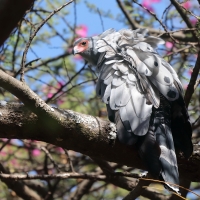 Owadożer palmowy - Polyboroides typus - African Harrier Hawk