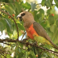 Afrykanka krasnopierśna - Poicephalus rufiventris  - Red-bellied Parrot